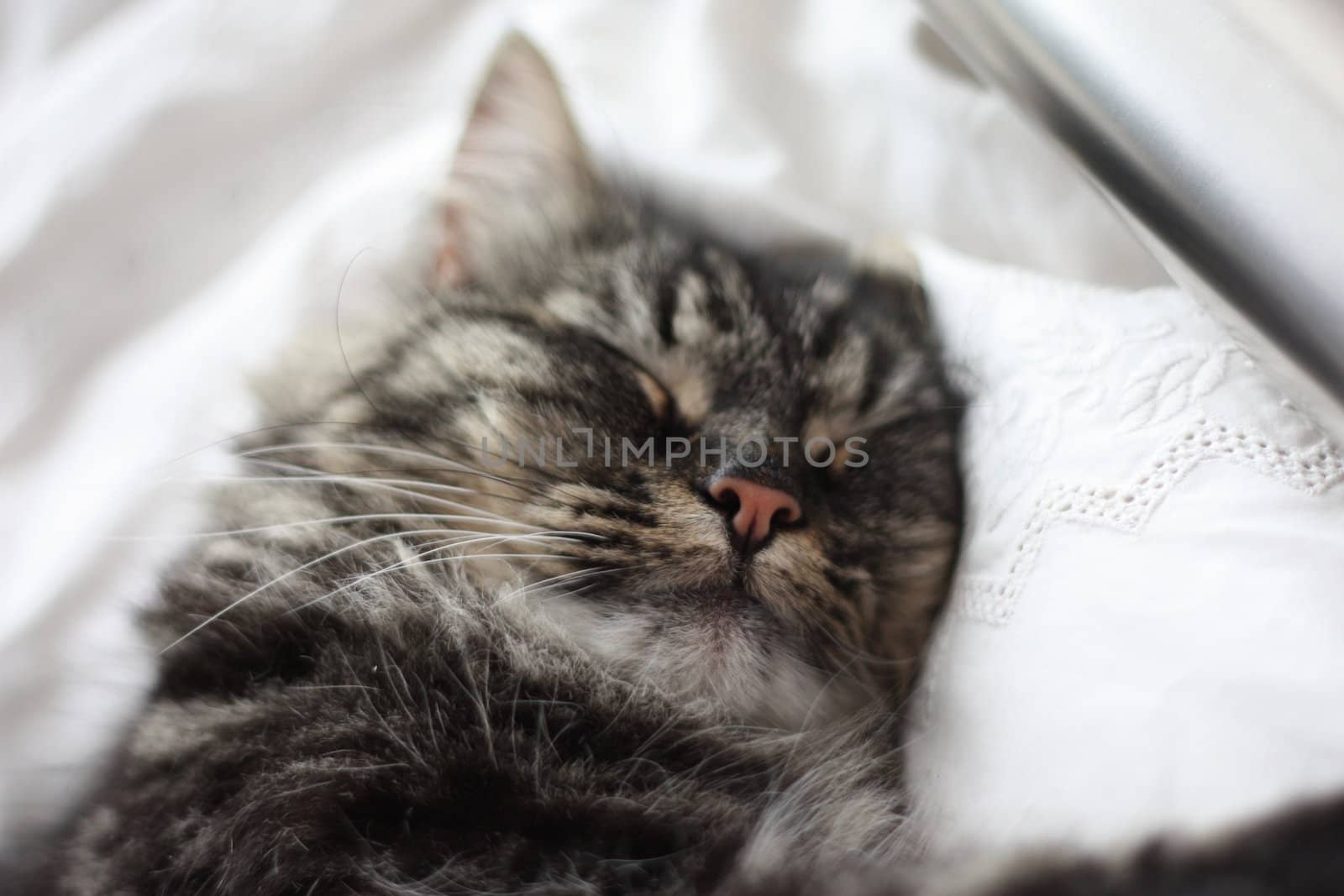 Long haired tabby cat