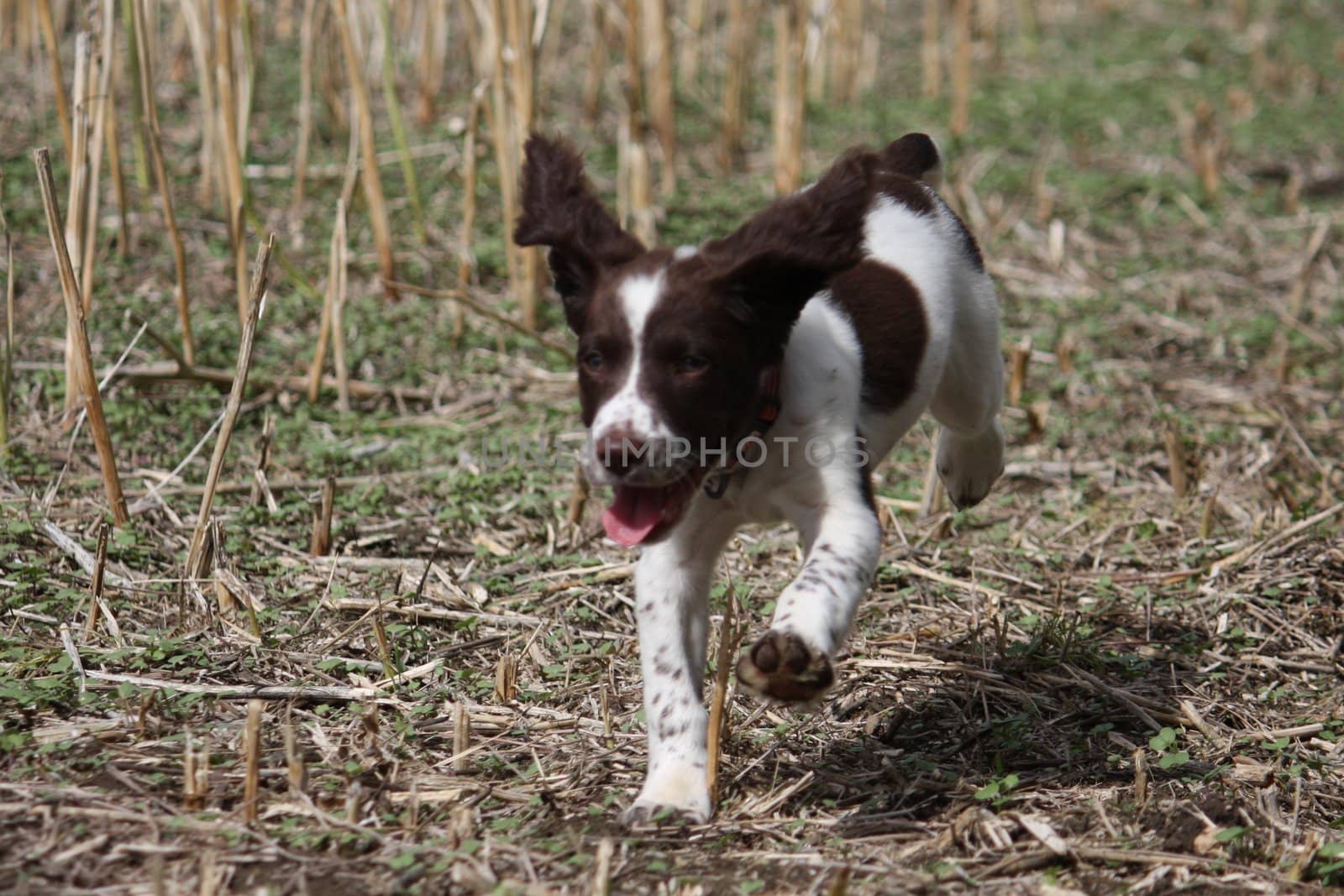 An English Springer Spaniel by chrisga