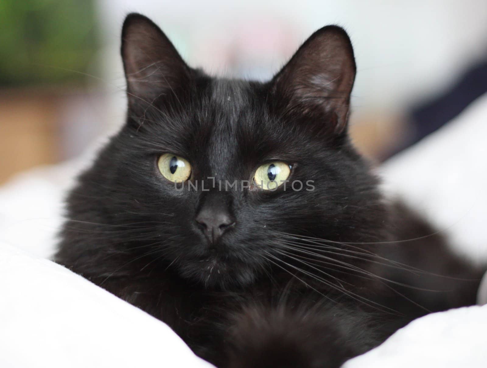 Long haired black cat