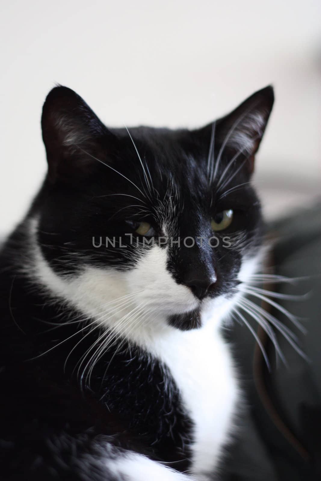 Black and white cat with long whiskas