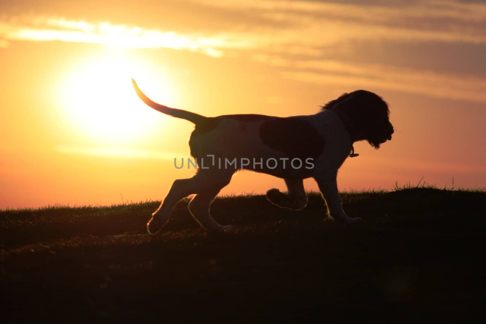 An English Springer Spaniel