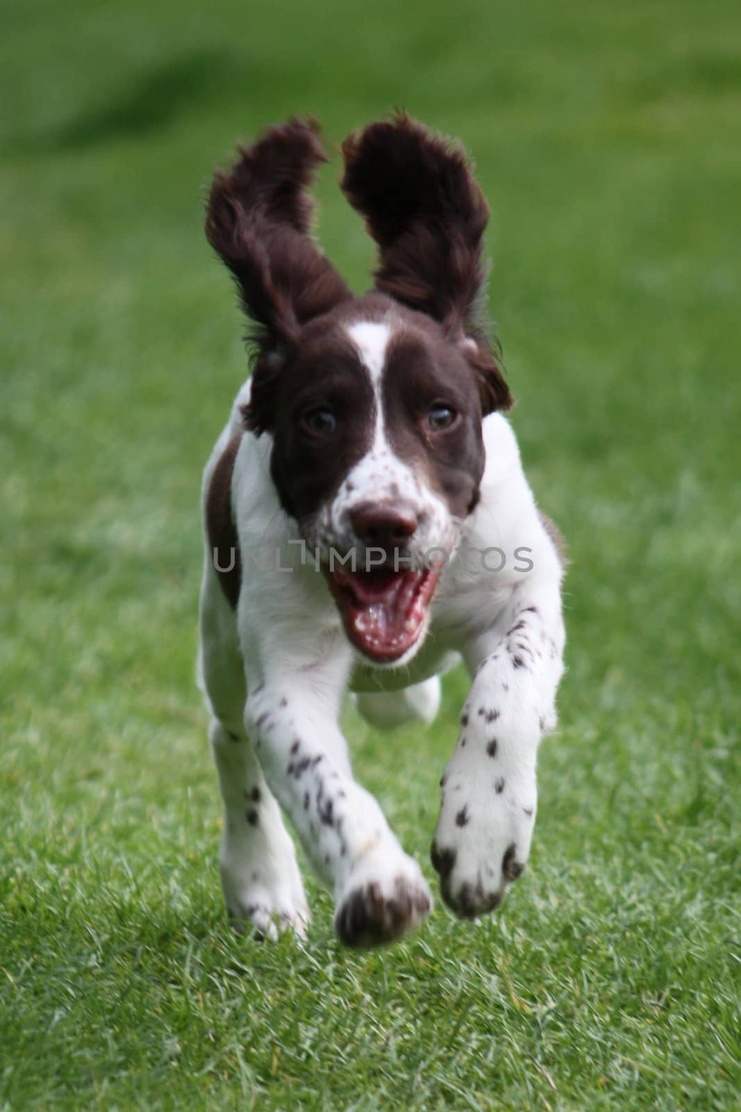 An English Springer Spaniel