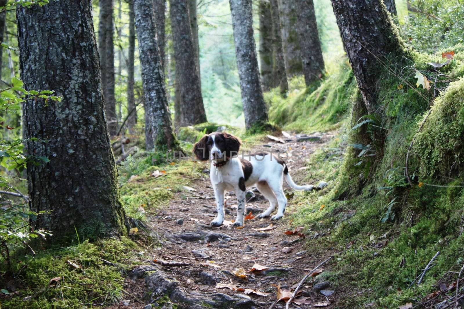 An English Springer Spaniel in woods by chrisga