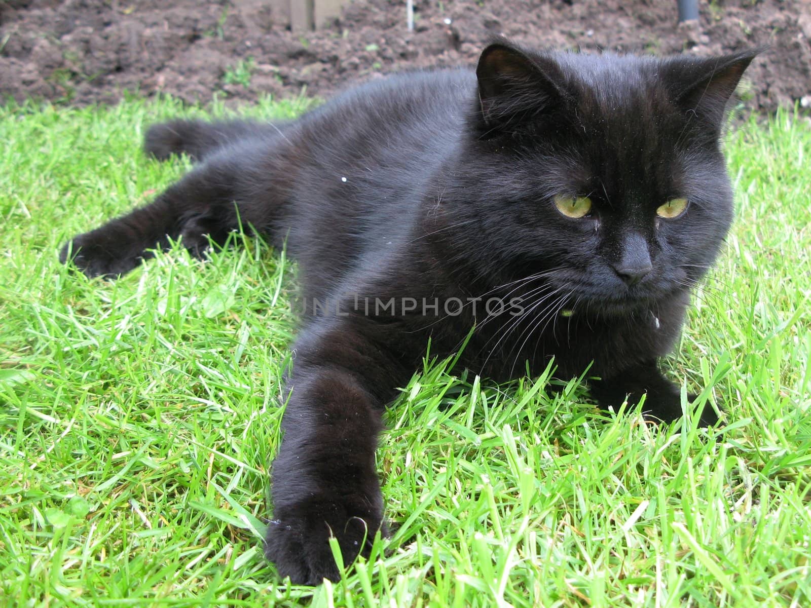 Long haired black kitten by chrisga