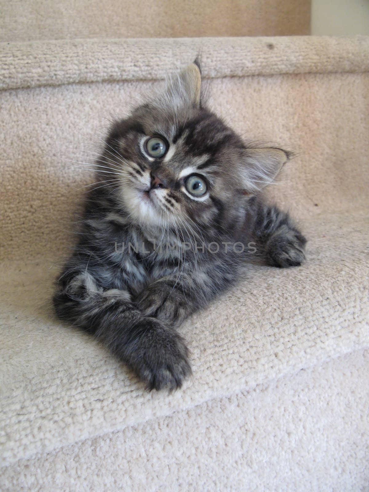 Long haired tabby kitten by chrisga