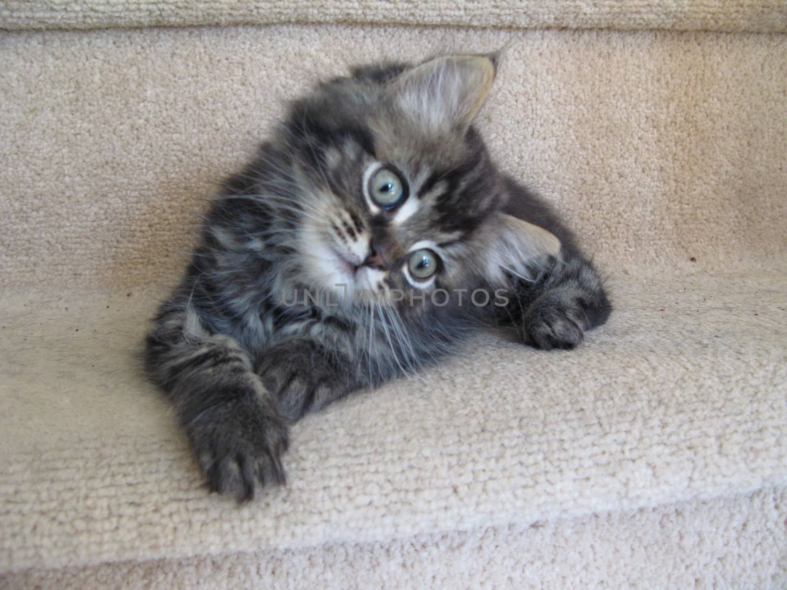 Long haired tabby kitten by chrisga