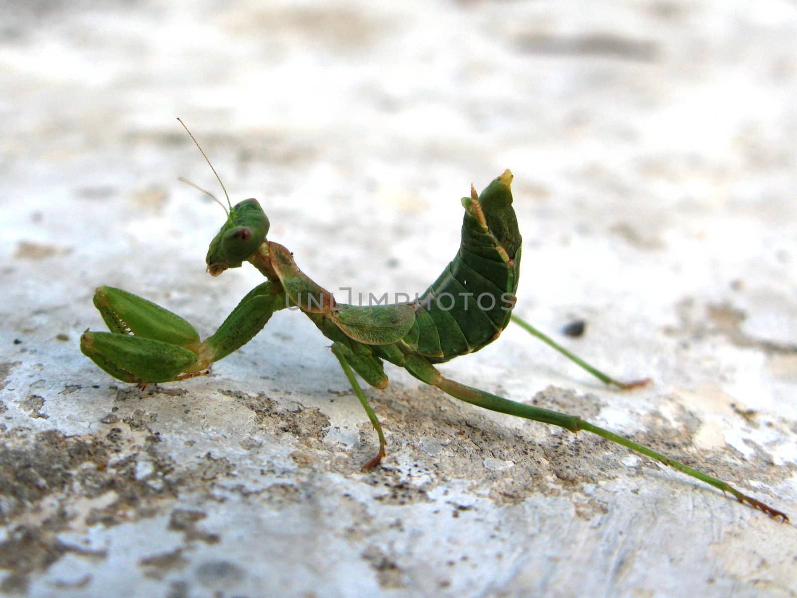 Praying Mantis by chrisga