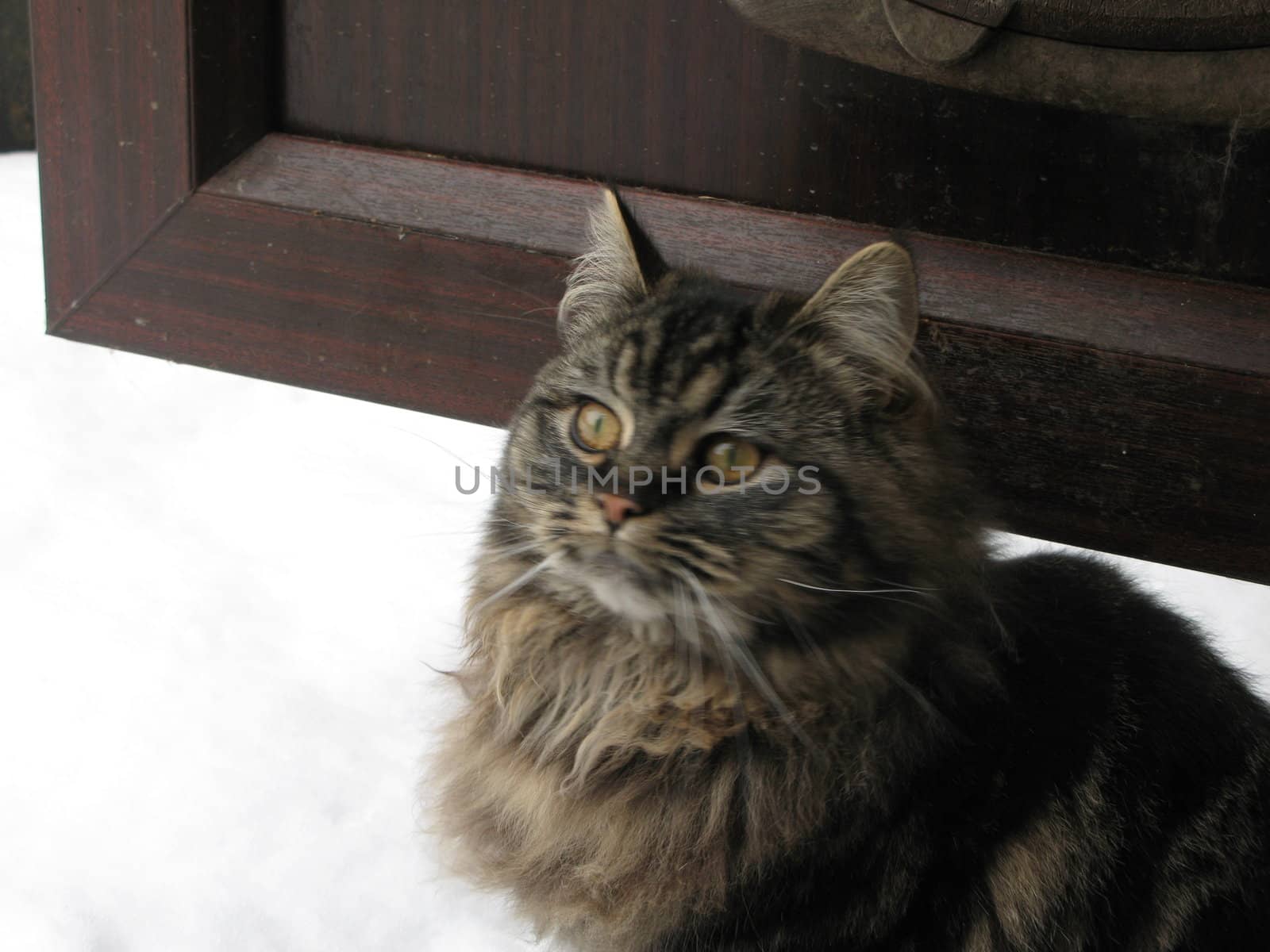 Long haired tabby kitten snow