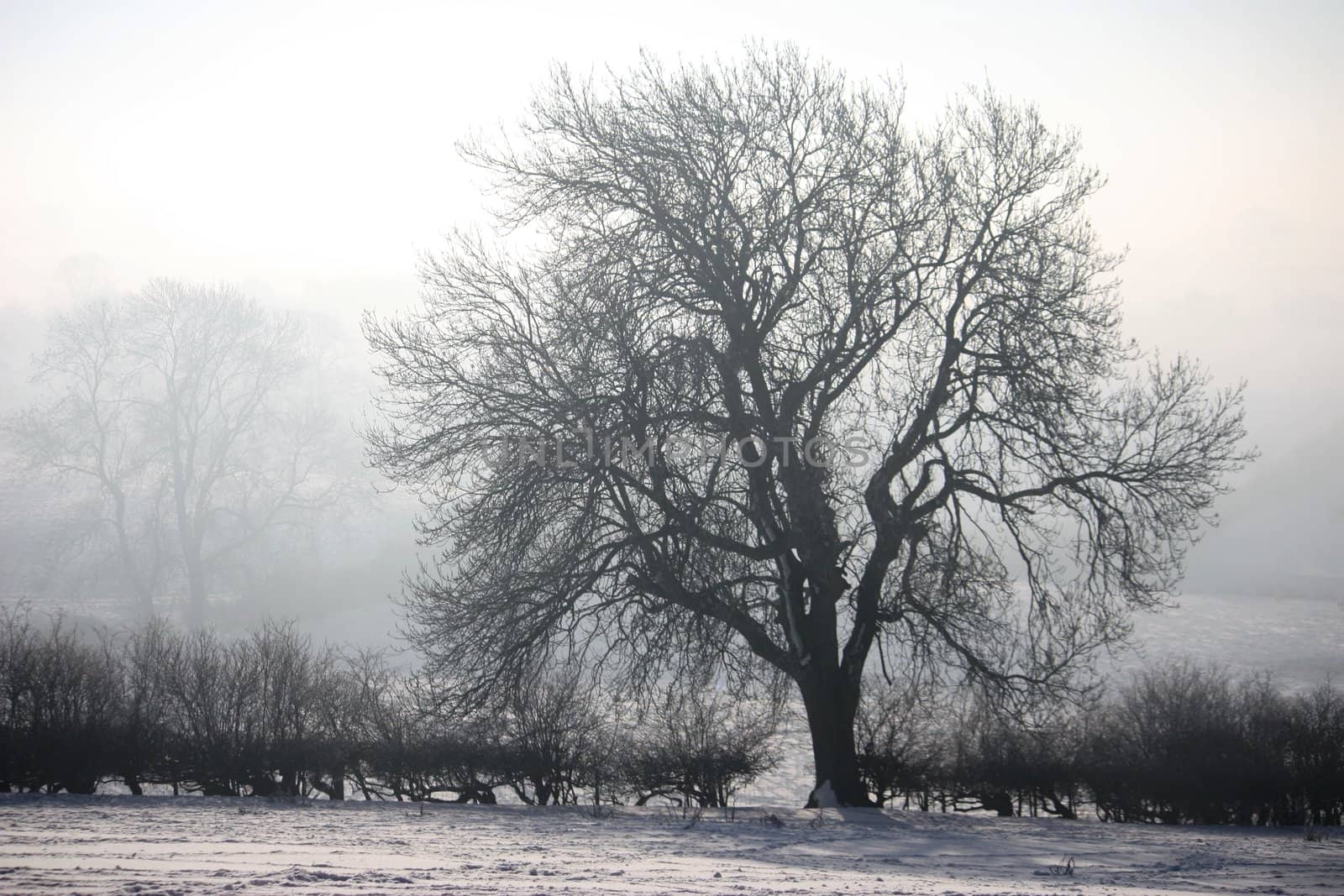 Wintry Tree by chrisga