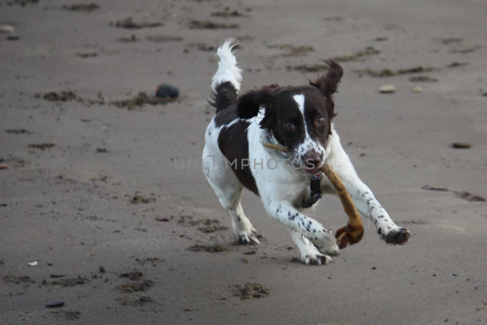 An English Springer Spaniel by chrisga