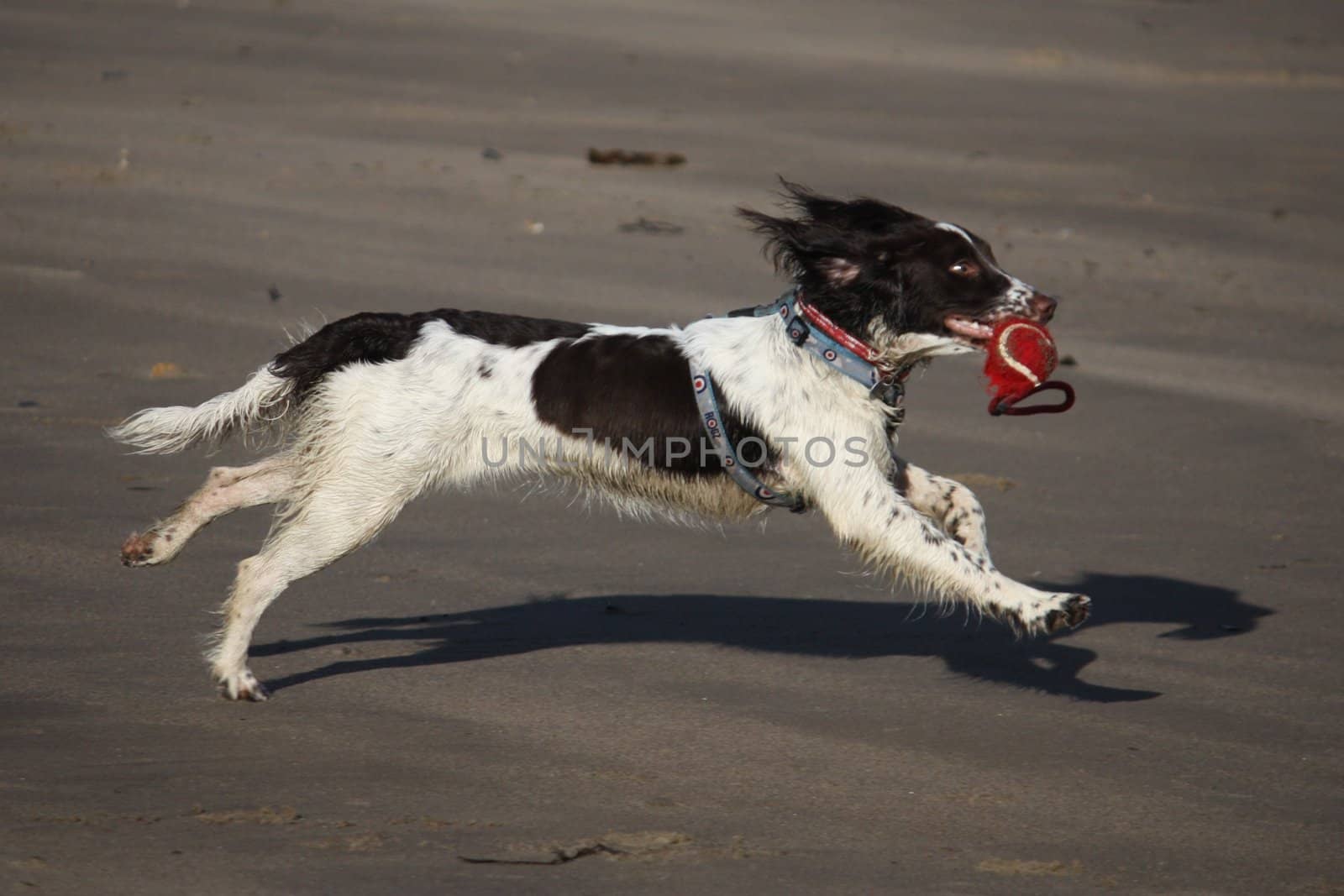 English Springer Spaniel running on the beach