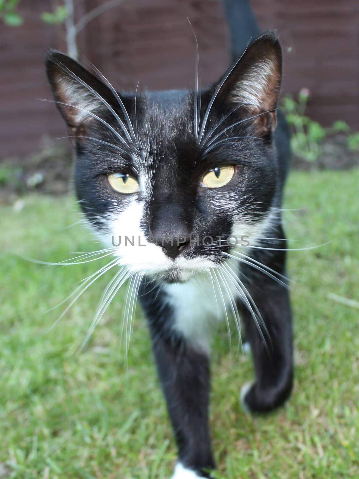 black and white cat