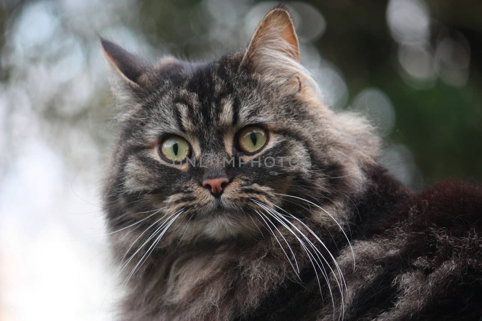 Cute Long Haired tabby cat by chrisga