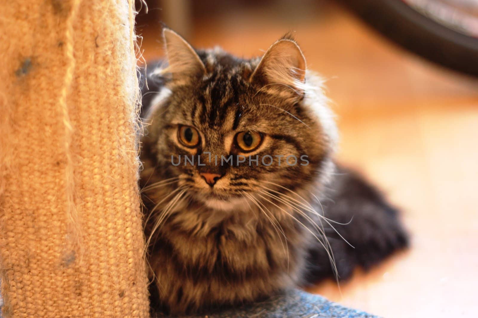 Cute Long Haired tabby cat by chrisga