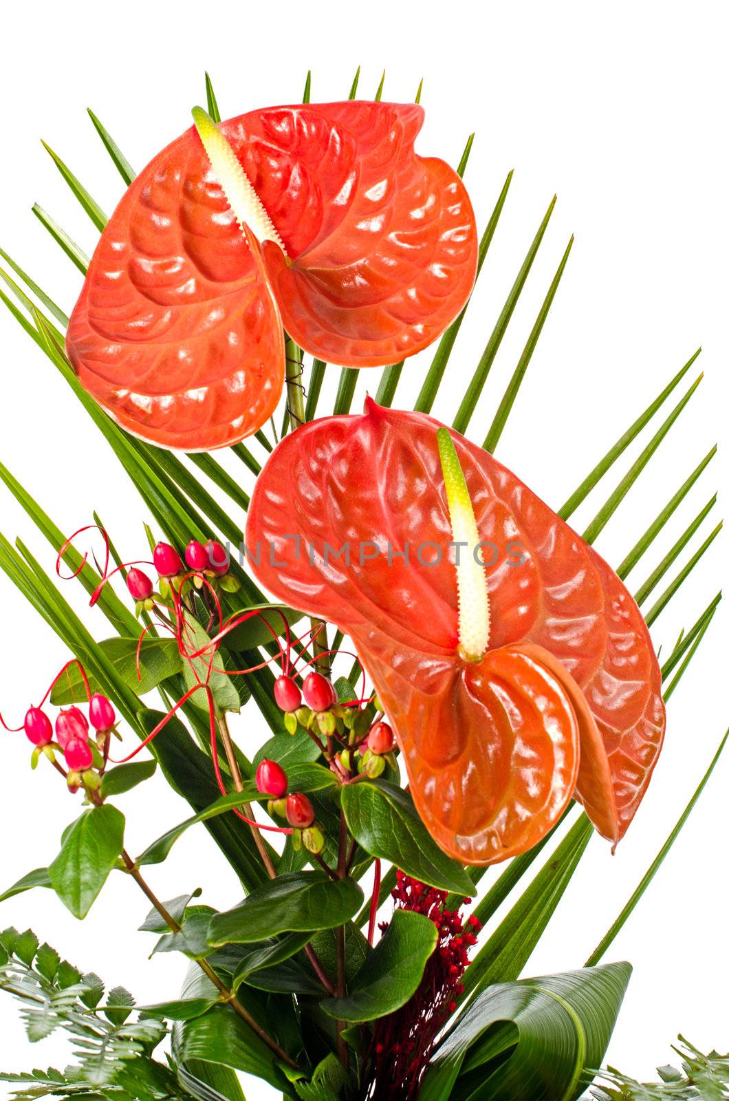 Beautiful red anturio flowers and green leaves isolated on white background.