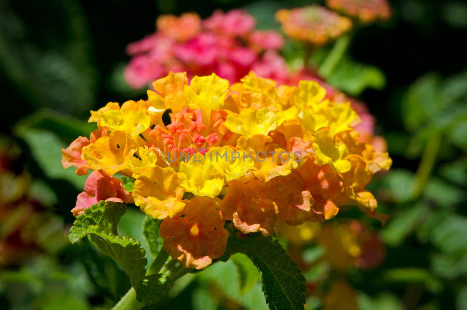 Yellow, orange and pink lantana flowers on a soft focus green background.