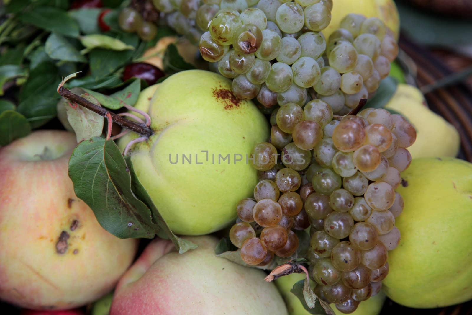 Autumn Harvest. Ripe apples and bunch of grapes