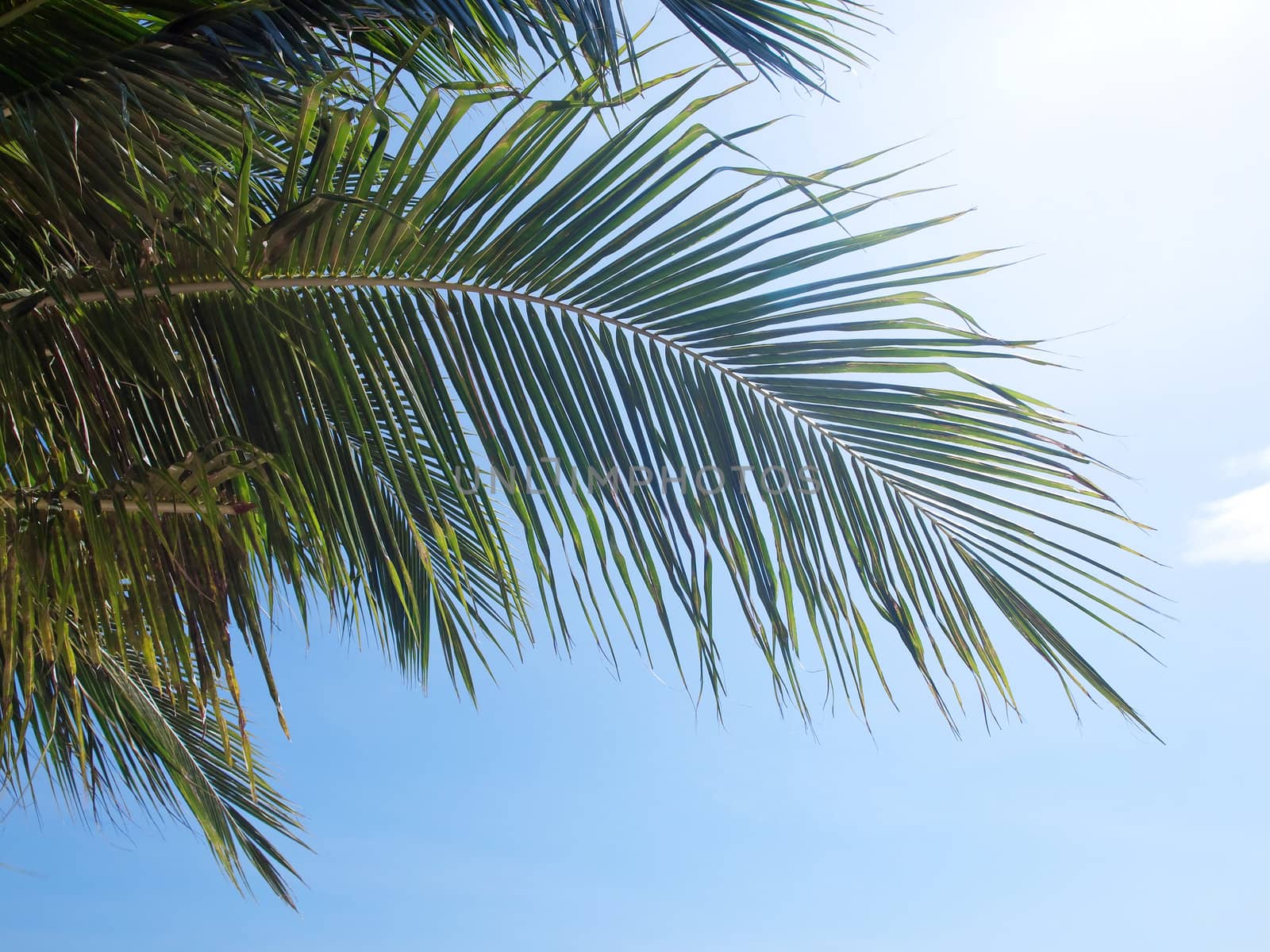 Beautiful coconut leafs with blue sky and sunlight