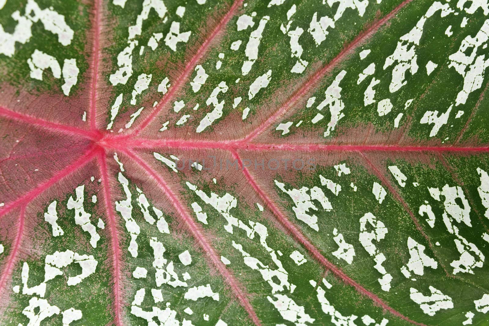 Close-up of tropical Caladium leaf detail background