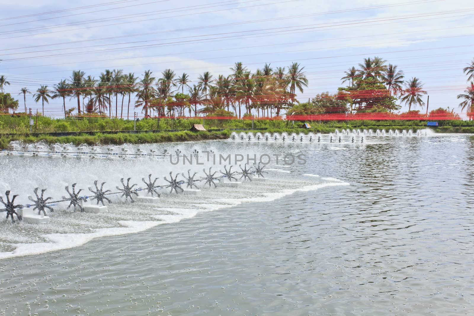 Shrimp farm at Nakhon Si Thammarat  southern of Thailand