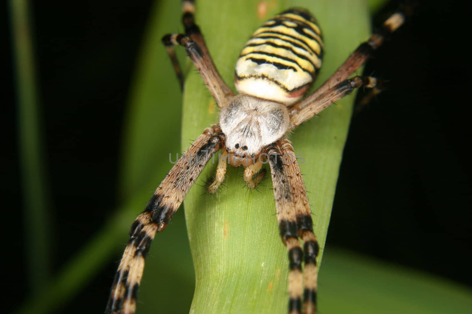 Wasp spider (Argiope bruennichi) by tdietrich
