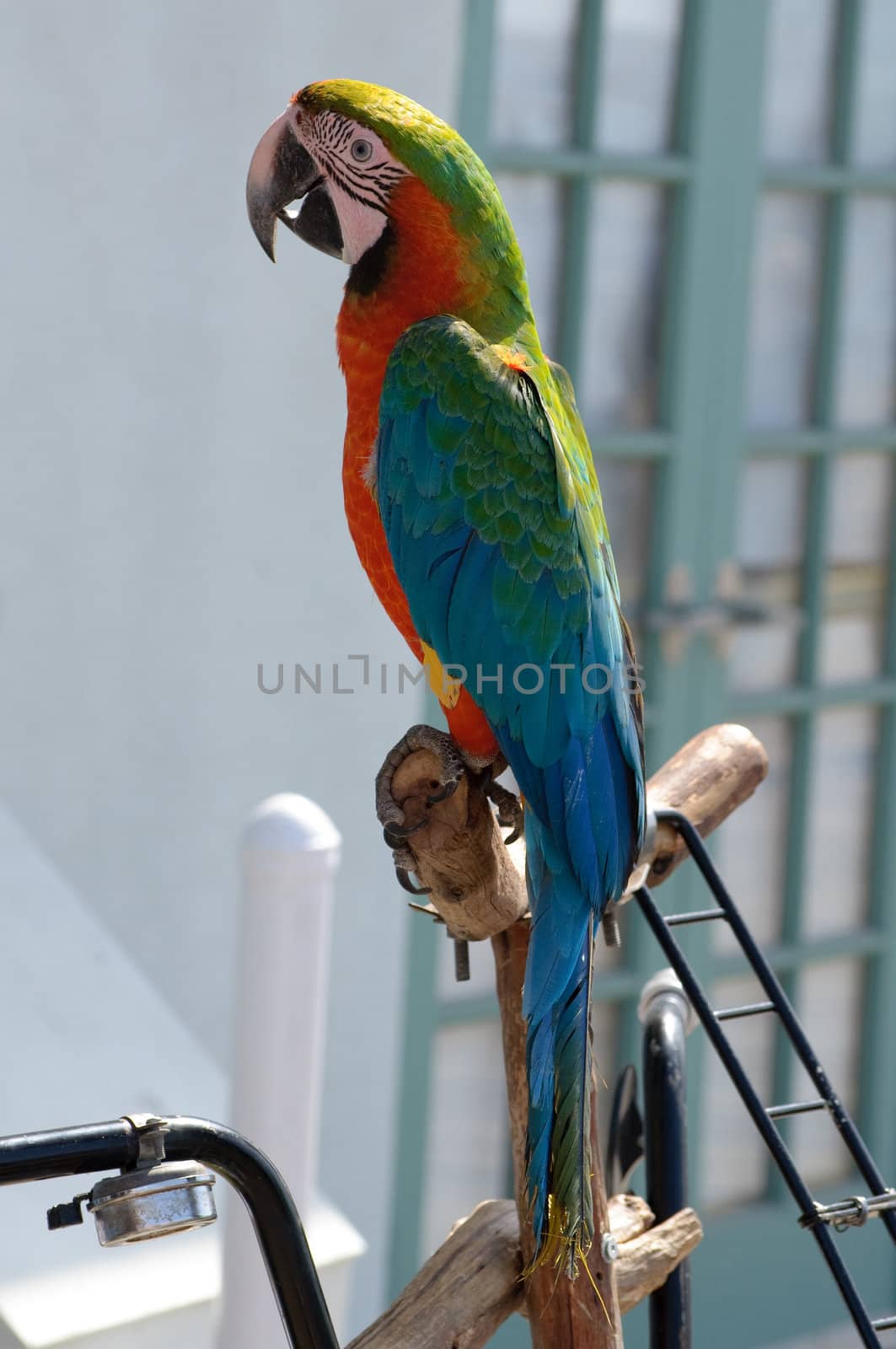 Beautiful colorful pet bird with companion on display