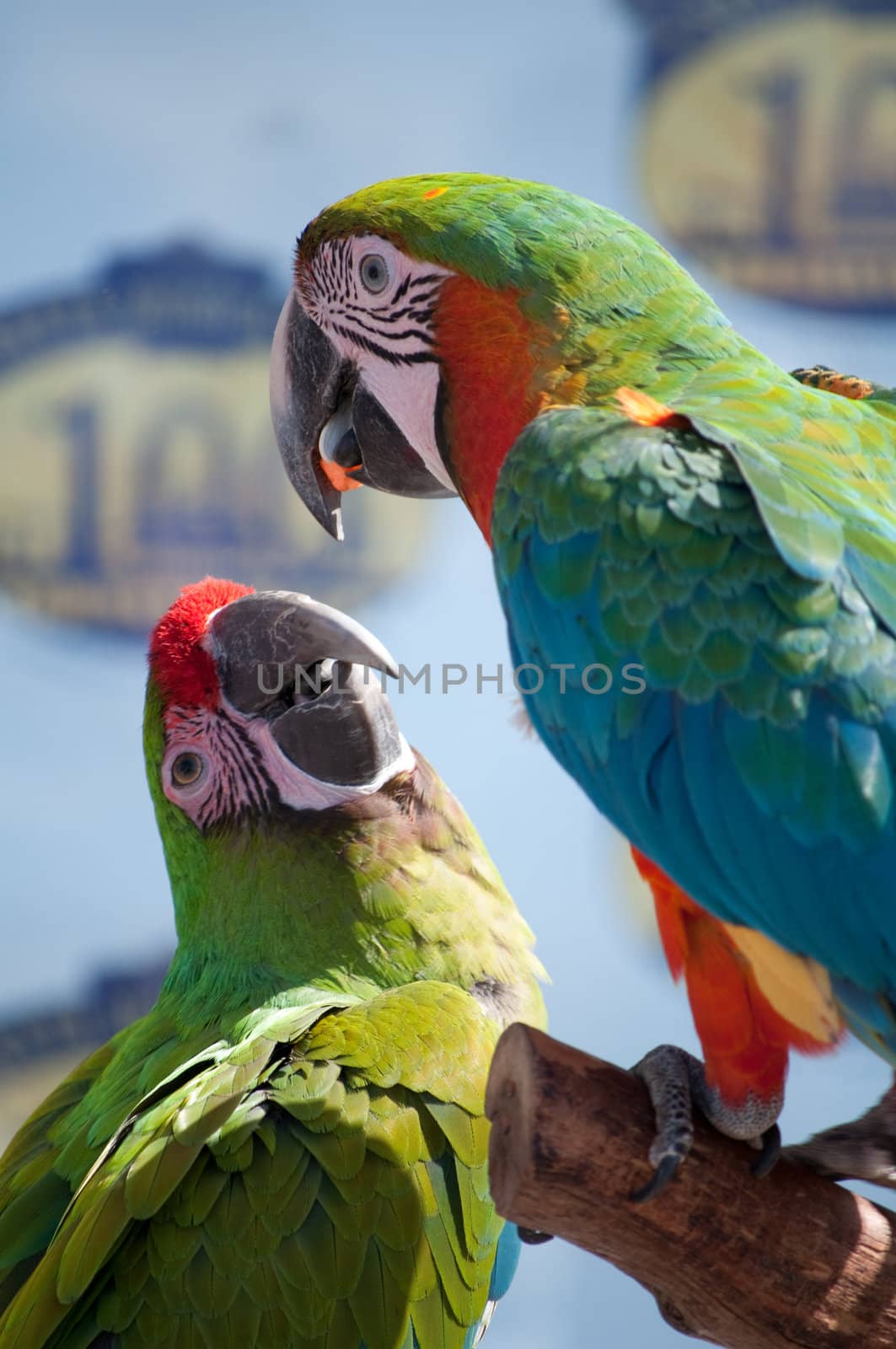 Green and Bue Parrot by CHR1