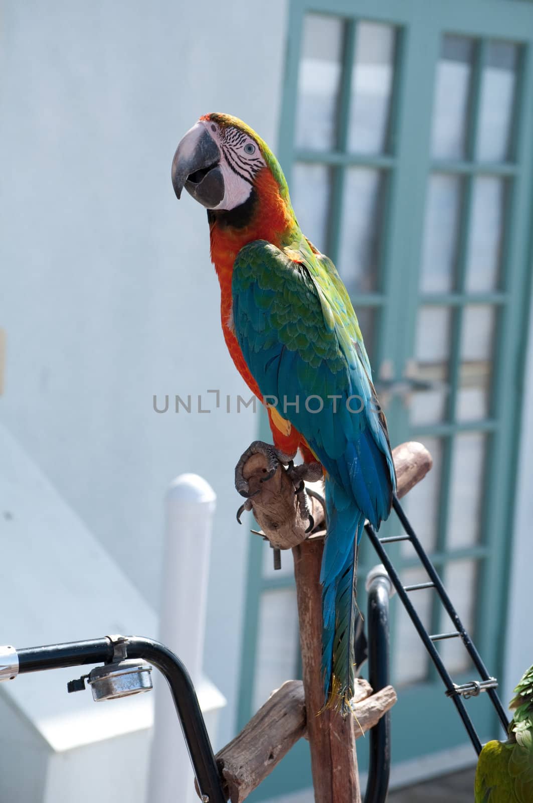 Beautiful colorful pet bird with companion on display