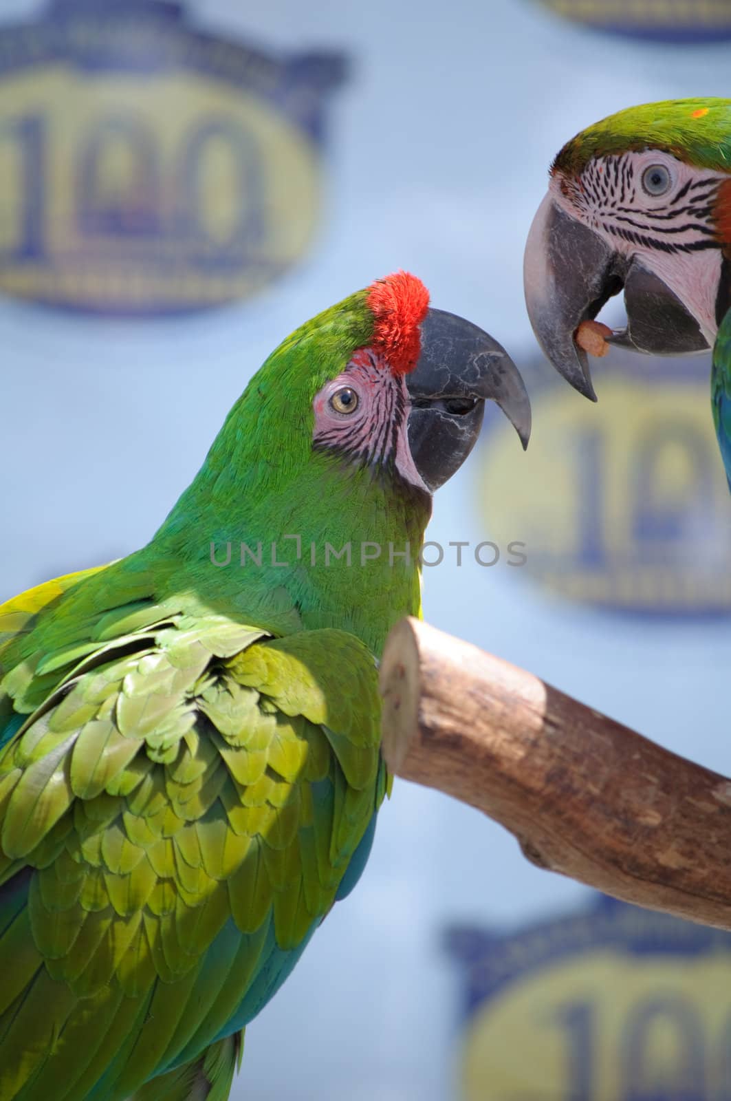 Beautiful colorful pet bird with companion on display