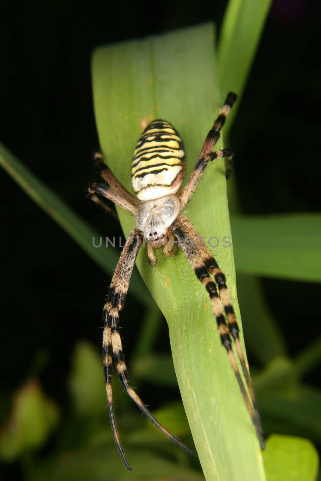 Wasp spider (Argiope bruennichi) on a leaf - Portrait