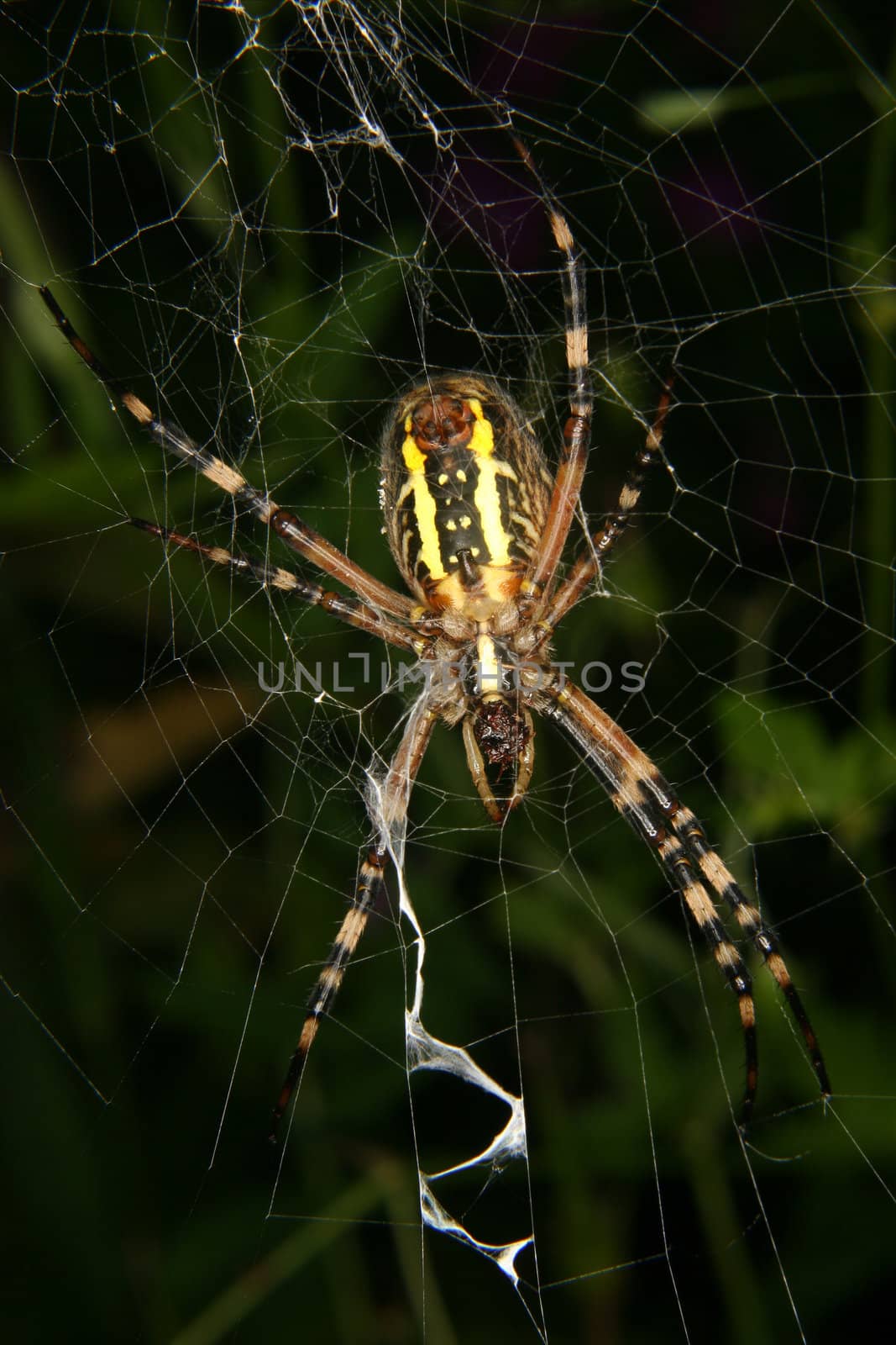 Wasp  spider (Argiope bruennichi) in a cobweb