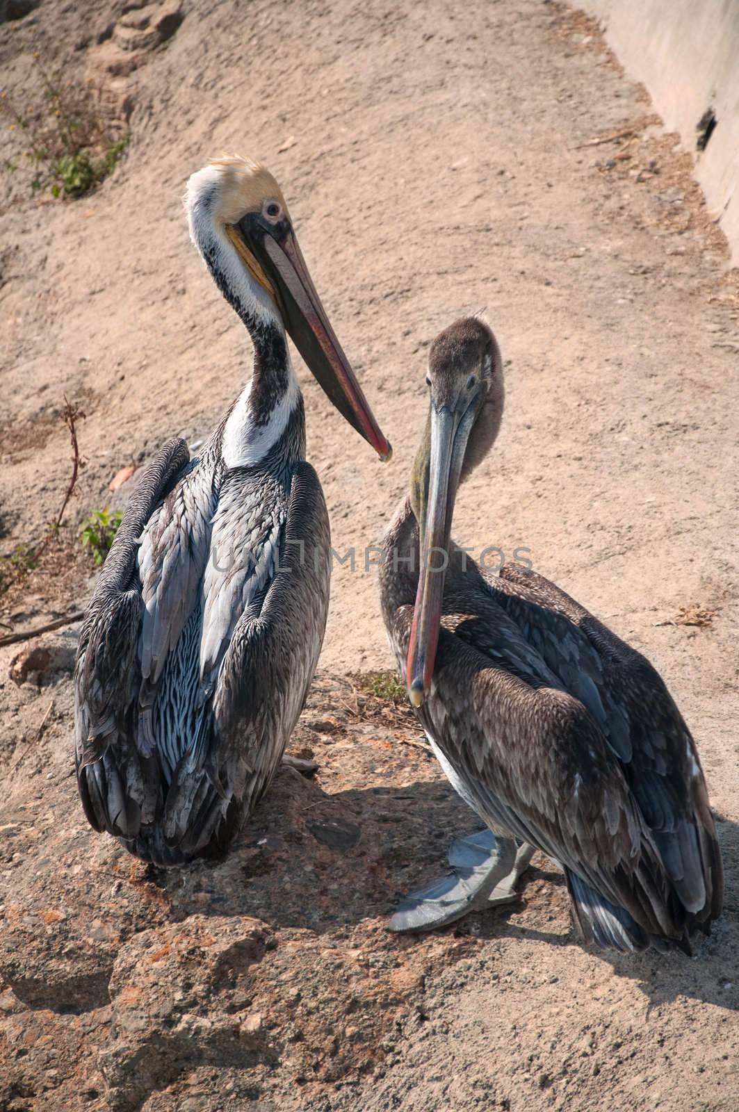 Two brown pelicans close together by the coast of California in Marina Del Rey