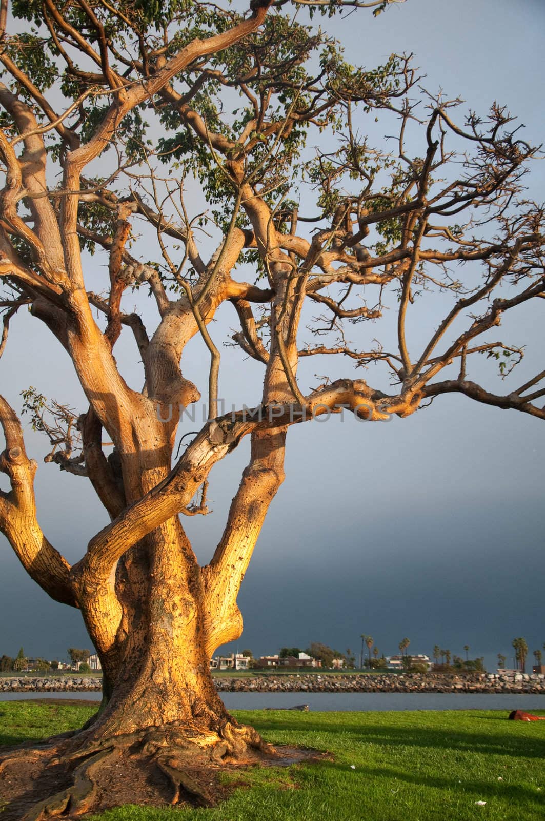 Tree at sunset in Belmont Shore, Long Beach