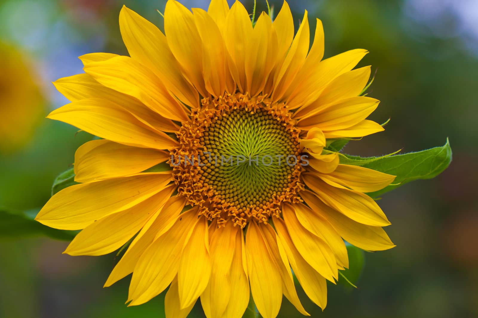 sunflower by brux