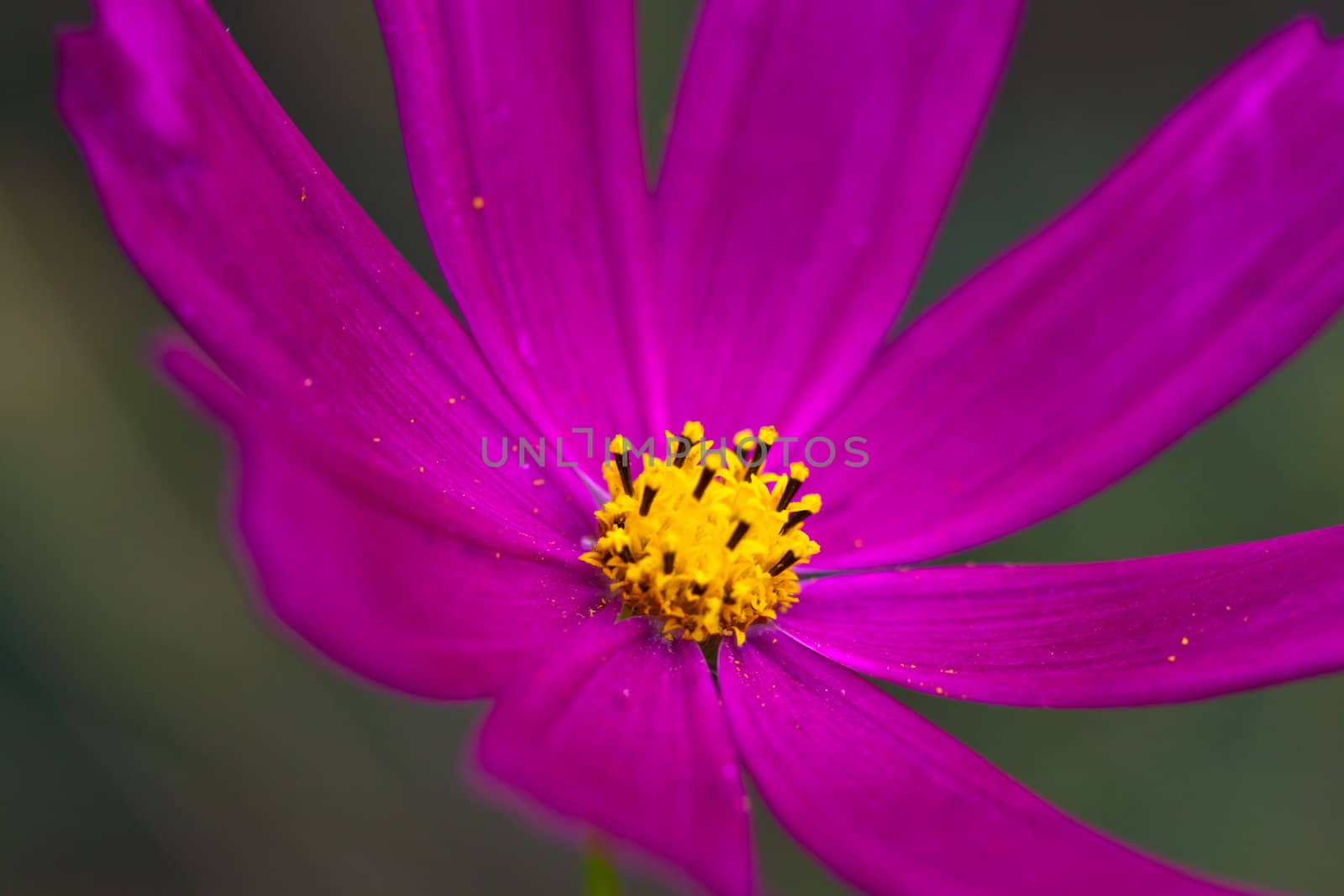 bright red flower on dark green background