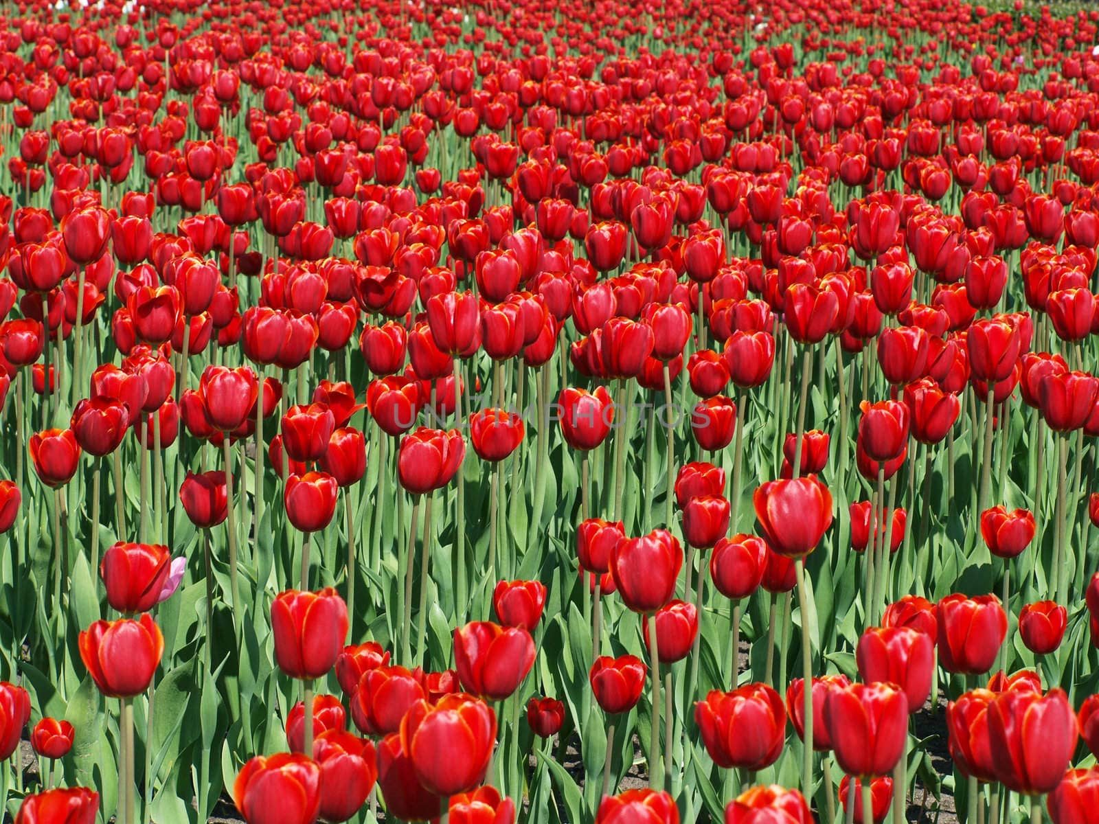 Endless field of red tulips
