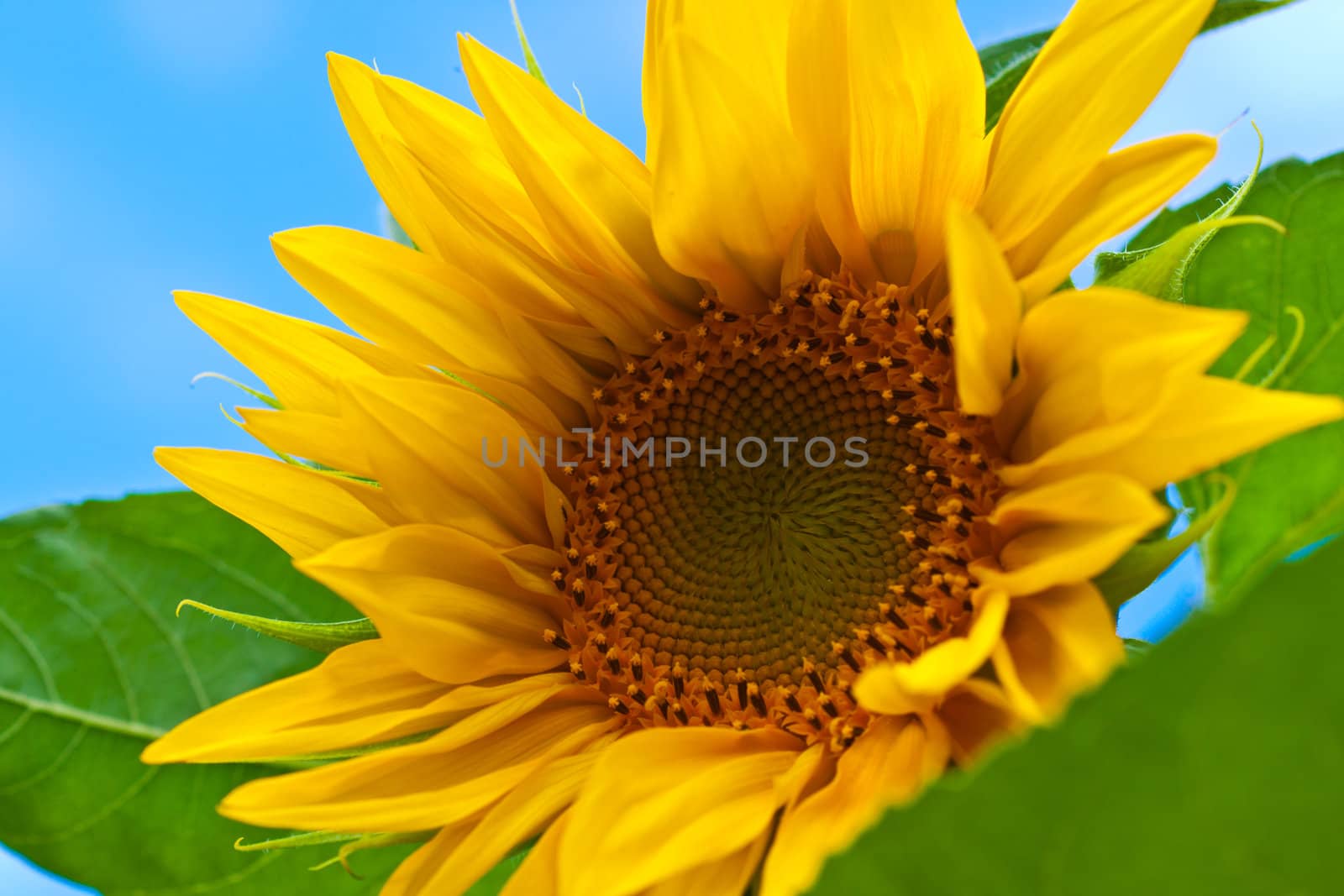 sunflowers with bright yellow petals in the garden
