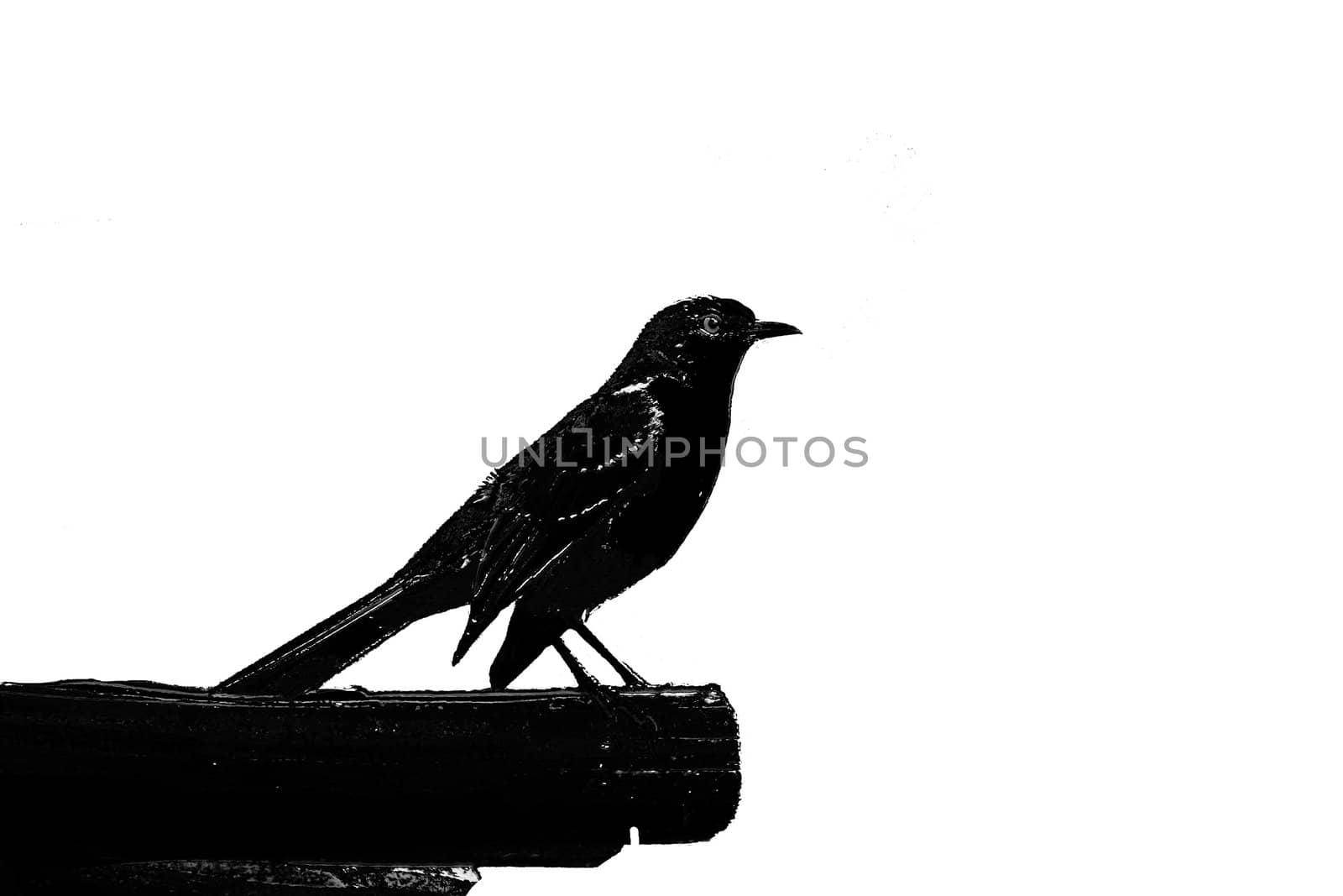 Silhouette of a finch perched on a rafter
