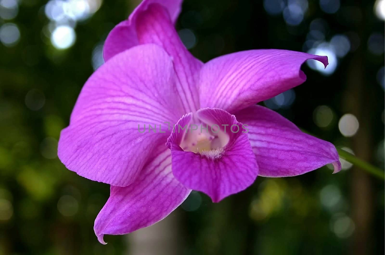 single purple orchid from a Caribbean garden