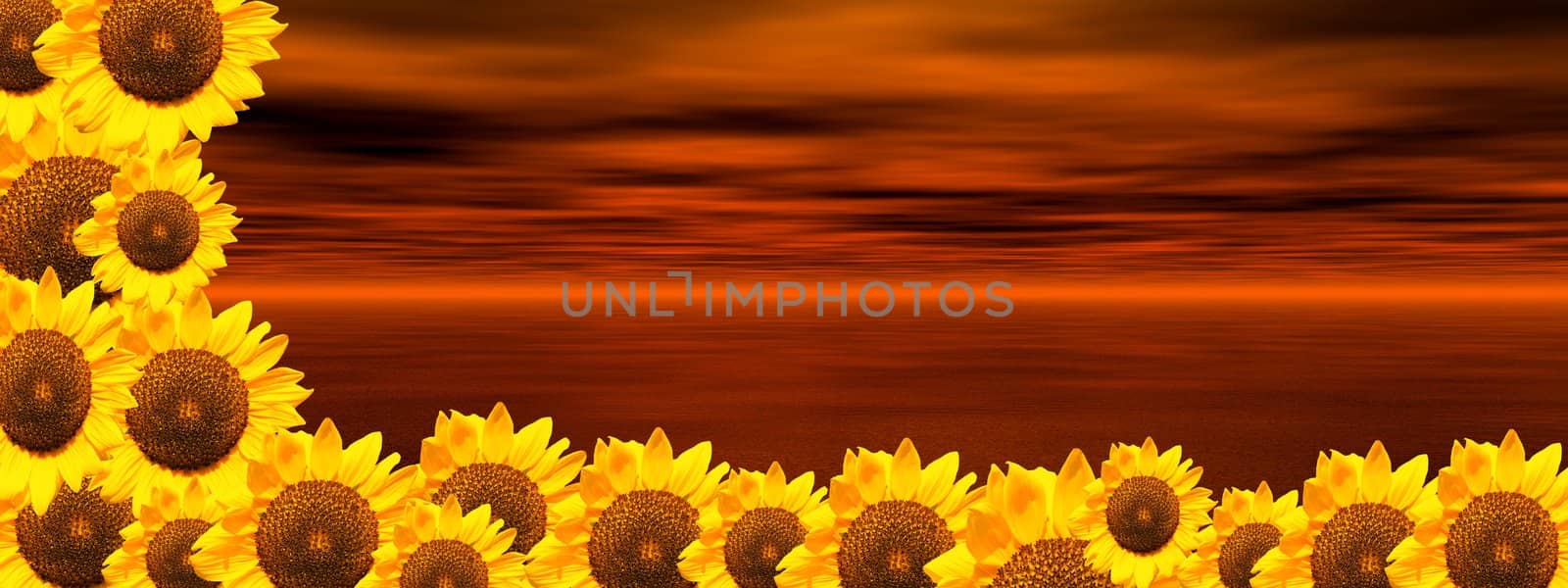 Background of cloudy red sky and ocean with lots of sunflowers on down and on the left side