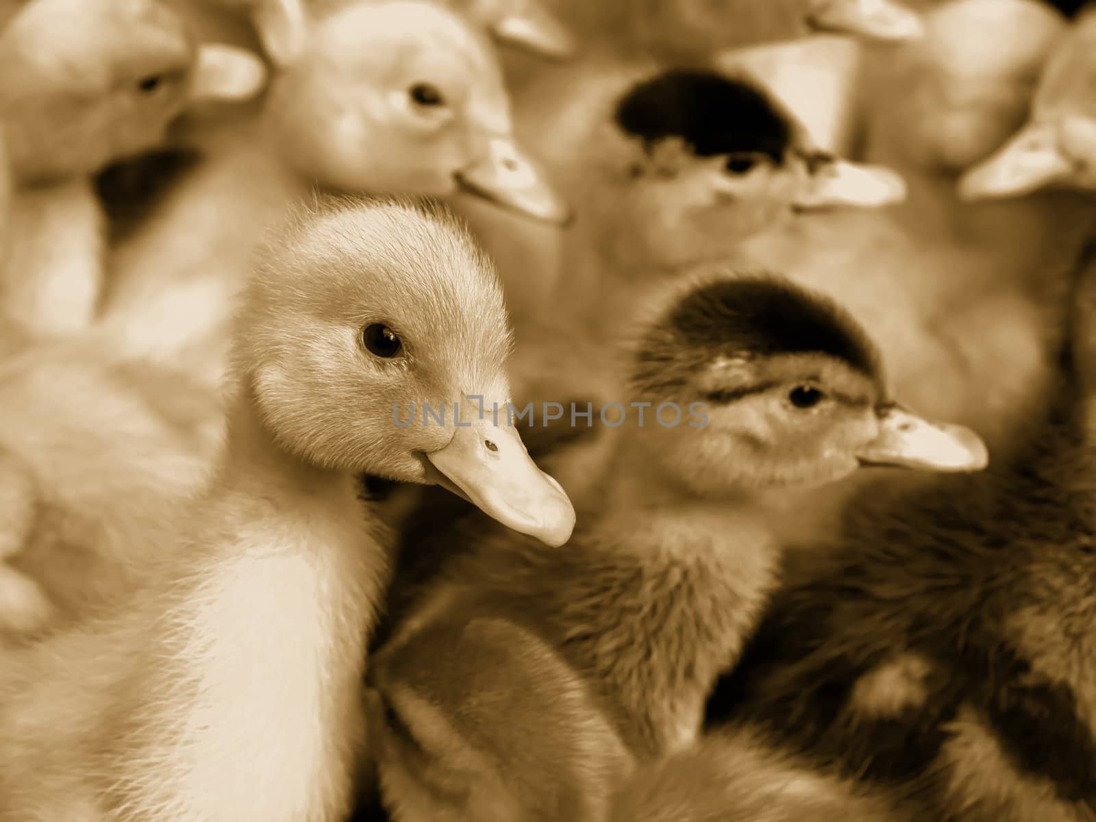 Small domestic duckling. Sepia by qiiip