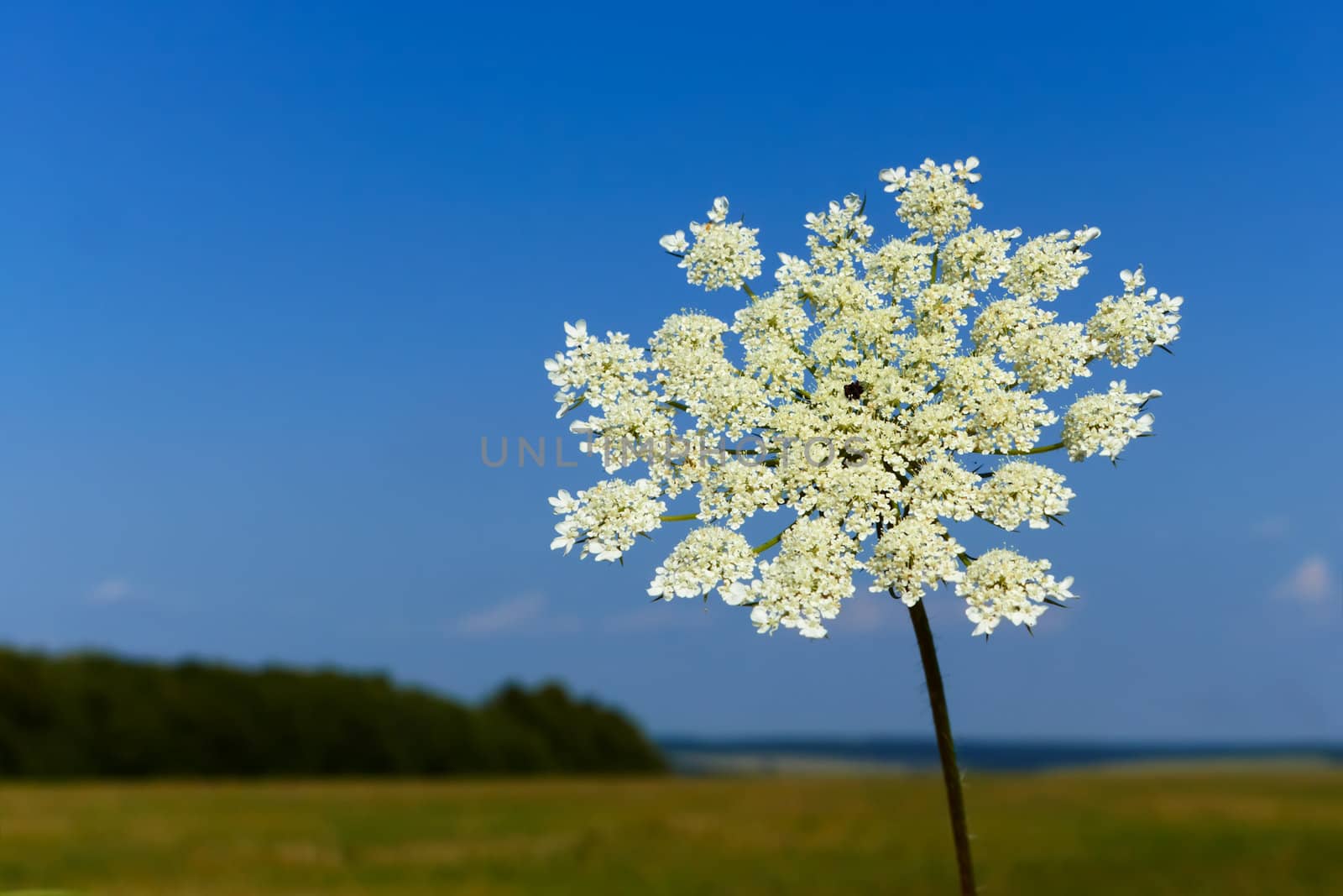 Plant of Apiaceae family flowering on the background of field, forest and blue sky