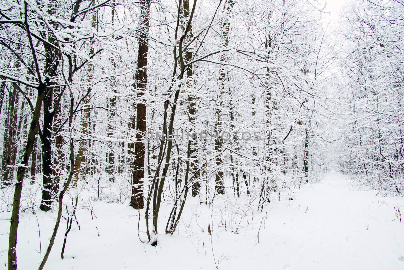 beautiful winter forest  and the road