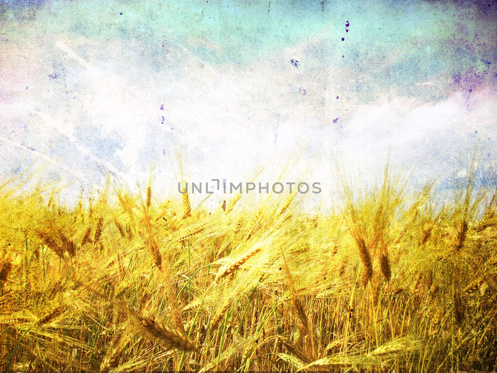 Wheat ears against the blue  sky