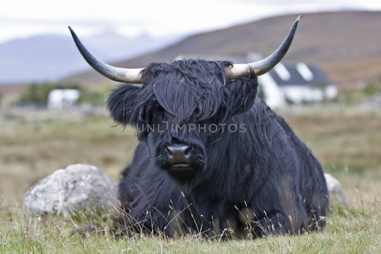 single young brown highland cattle with blurred background