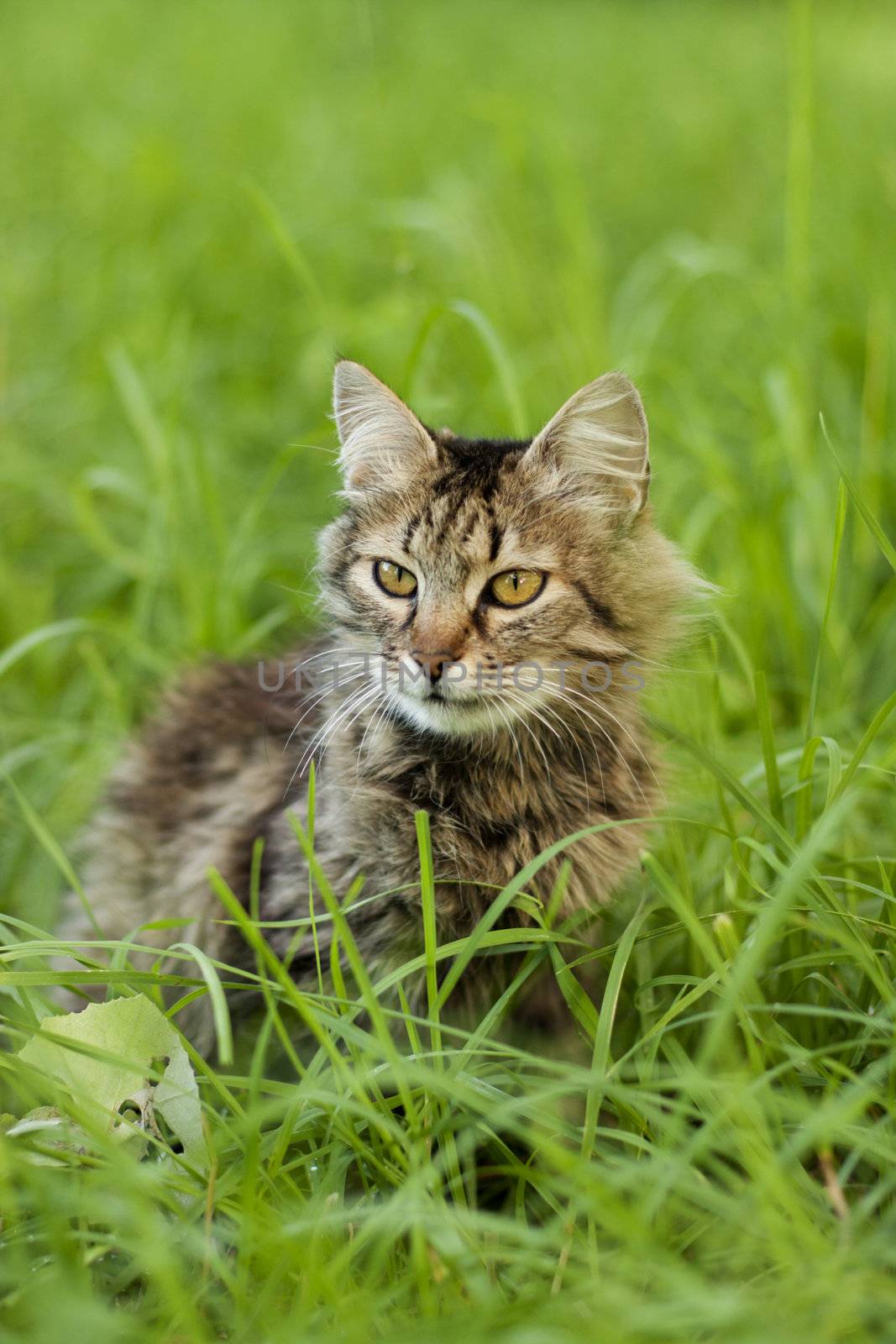 gray cat walking on grass by zokov