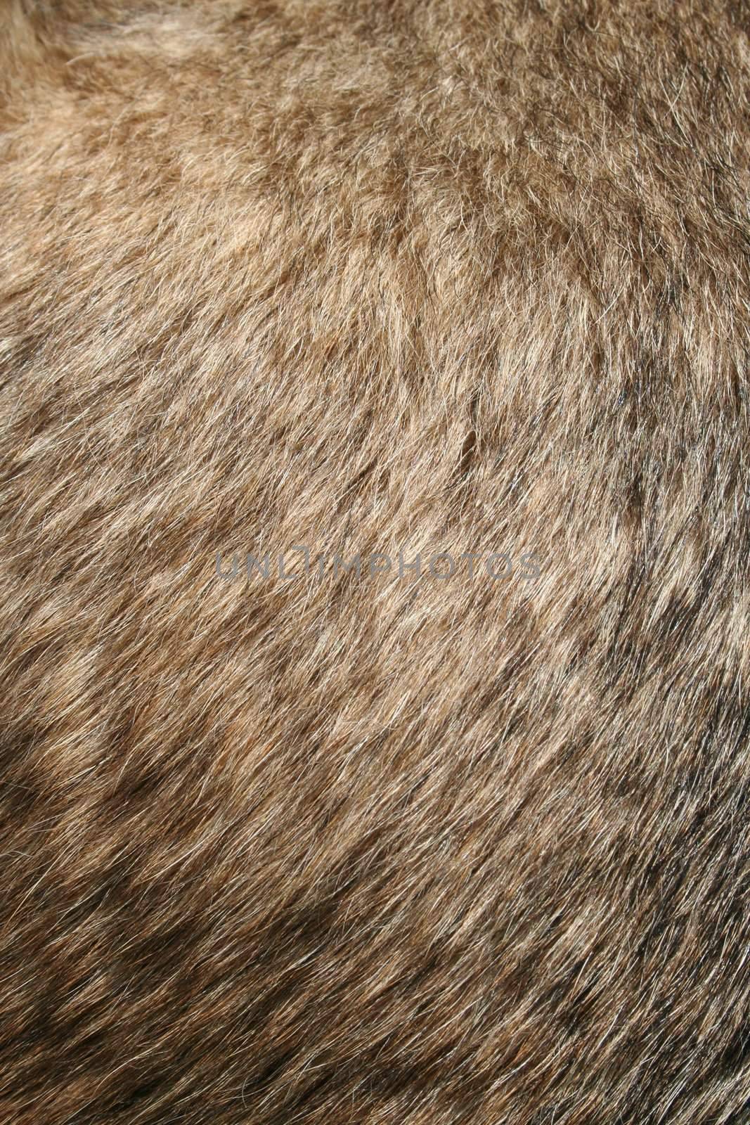 Dogs Fur by Spectral