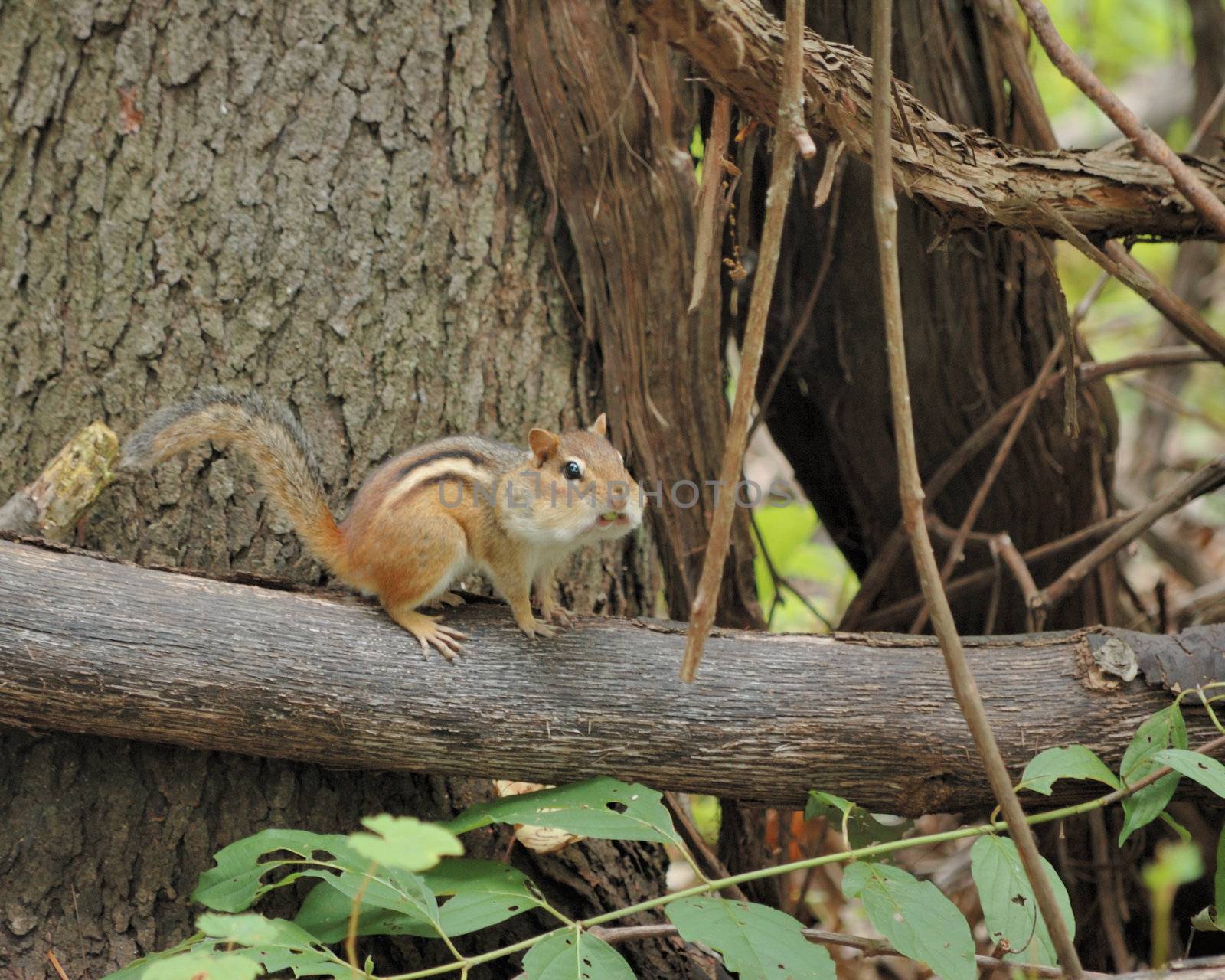 An eastern chipmunk perched on a tree branch.