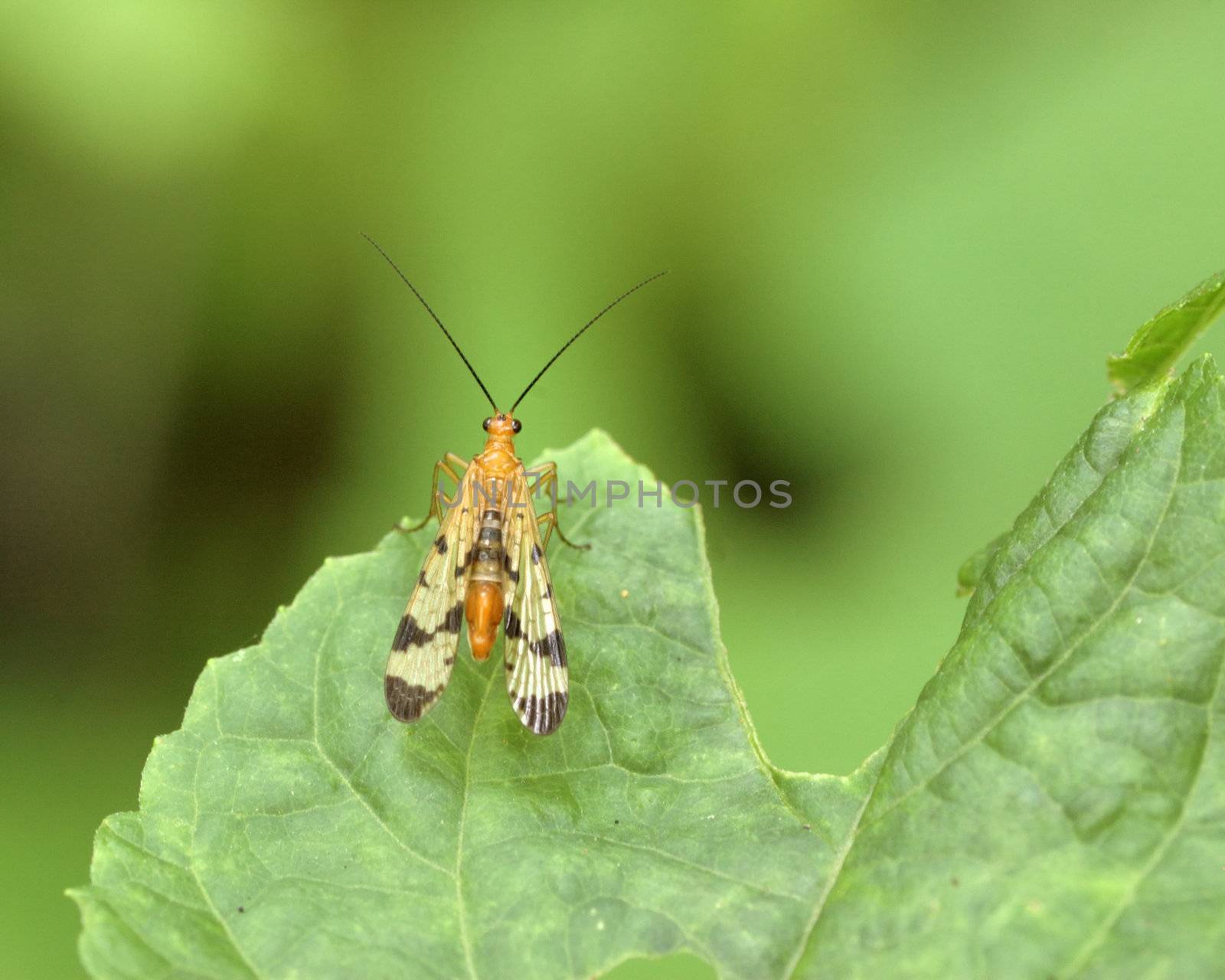 A female Scorpion Fly perched on a leaf.