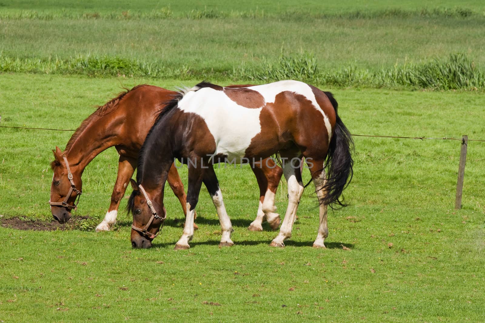 Grassland with two grazing horses by Colette